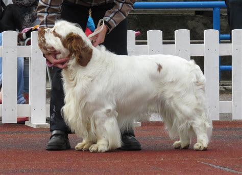 Vulnerable native breeds are a group of dog breeds originating in the united kingdom and ireland, and identified by the kennel club as having annual registration numbers of 300 puppies or less. Vulnerable Native Breeds in the UK: Updated List