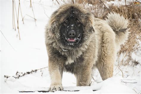 Ten Uncommon Dog Breeds You Might Not Have Heard Of