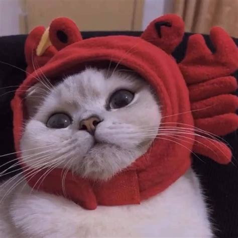 Tổng Hợp Hơn 52 Hình ảnh Avatar Mèo đẹp Mới Nhất Vn
