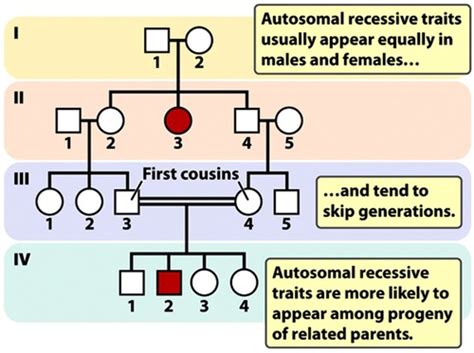 bio pedigree analysis lecture 20 flashcards quizlet