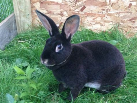 They'll eat the lot and its all just as tastey and good for them. Which weeds can my rabbits eat? - LetsFixIt