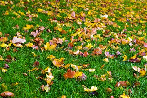 Autumn Season Leaves Free Photo On Pixabay