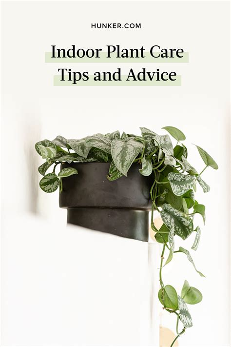 Indoor Plant Care From Popular To Easiest To Most Difficult Plants To