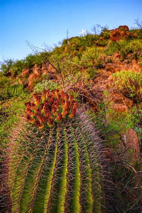 Arizona Barrel Cactus Photograph By Chance Kafka Fine Art America