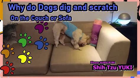 Why Do Dogs Scratch The Couch Updated April 2023 Wikidoggia