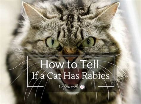 Symptoms Of Rabies In Cats To Human Cat Meme Stock Pictures And Photos