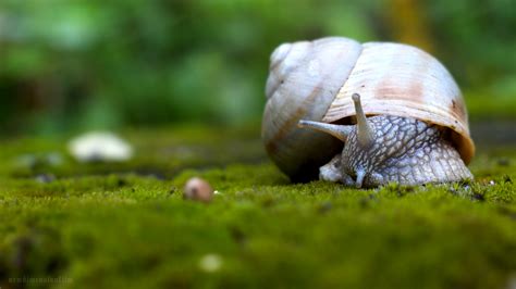 Animal Snail Hd Wallpaper