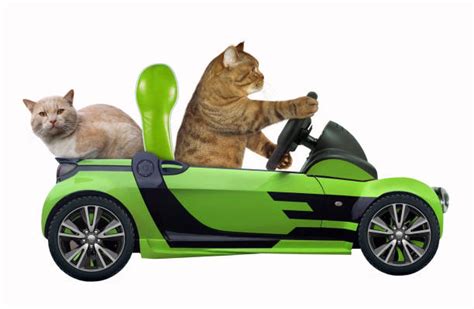 1600 Cat Driving Car Stock Photos Pictures And Royalty Free Images