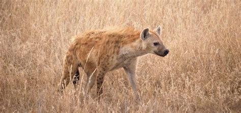 An envato marketplace · unlimited free upgrades Hyena Laugh | Free Sound Effects | Animal Sounds
