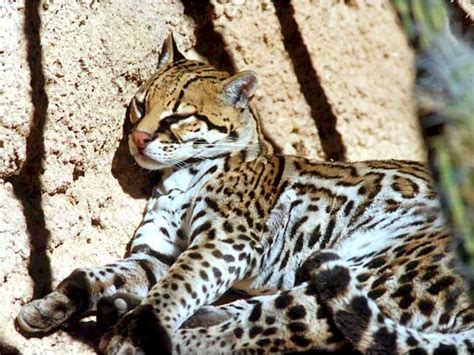 Após 3 meses para localizar o ponto onde elas viviam e montar uma parafernalha para fotografar bichos a noite, a. NATUREZA - BASTA CUIDAR: A JAGUATIRICA