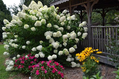 Since the flowers grow at the end of new wood, you don't want to cut off new growth and the potential flowers that would've been on the end of it. Limelight Refreshes the Summer Garden - UF/IFAS Extension ...