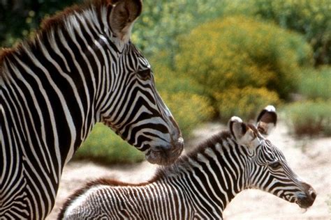Adorable Zebra Is Denver Zoos Newest Four Legged Baby