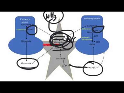 Hepatic encephalopathy is a syndrome observed in patients with cirrhosis. Hepatic Encephalopathy: Pathogenesis and Treatment - YouTube