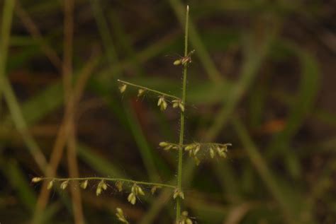 West African Plants A Photo Guide Urochloa Comata Hochst Ex A