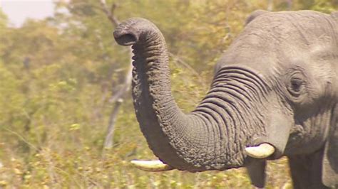 Ivory Trade Uk Set To Crack Down With New Laws To Protect Elephants