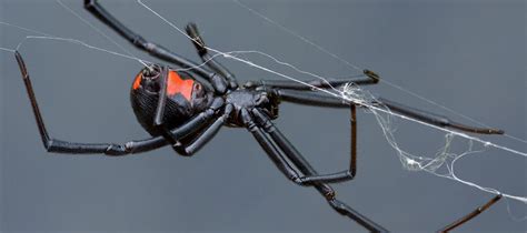 Spider Control Services Get Rid Of Spiders Western Pest Services