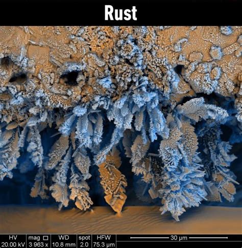 25 Stunning Photos Of Everyday Things Under A Microscope Ftw Gallery