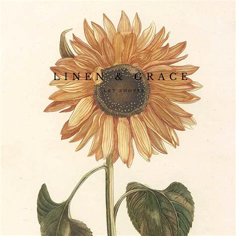 Vintage Sunflower Botanical Print Linen And Grace Art