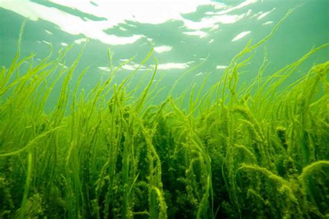 Tagged Stories Submerged Aquatic Vegetation Sav