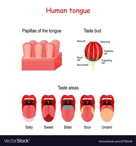 Taste Bud And The Papillae Of The Tongue Human Mouth Isolated On White Background Basic Taste