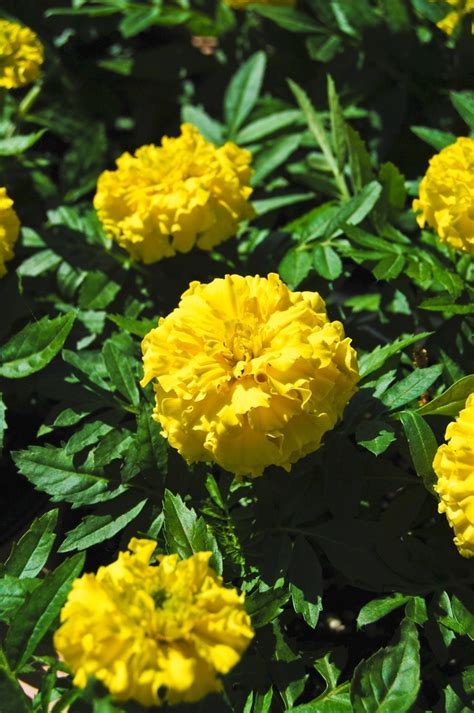 For best results, cut fresh blooms early in the morning and place immediately in water. Tagetes erecta 'Inca II Yellow' | African Marigold | Ebert ...