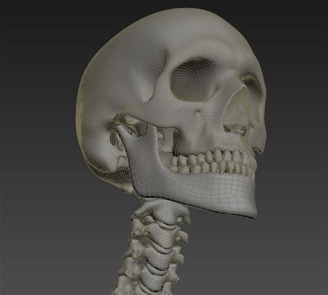 Human Skeleton Rigged 3d Model In Anatomy 3dexport