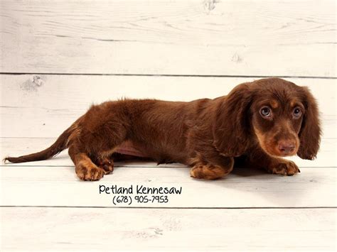 Puppy luv kennel of dachshund's. Dachshund-DOG-Female-chlt-2011482-Petland Kennesaw