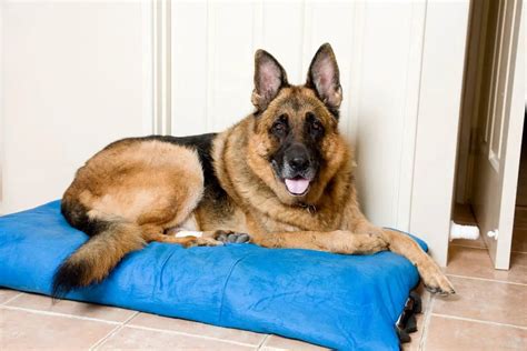 German Shepherd Pregnancy A Complete Guide With Signs And Stages