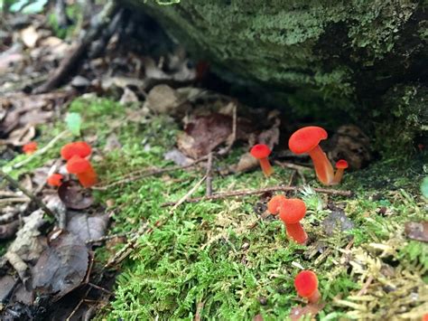 Little Red Mushrooms Off The Blue Ridge Parkway Nc Rmycology