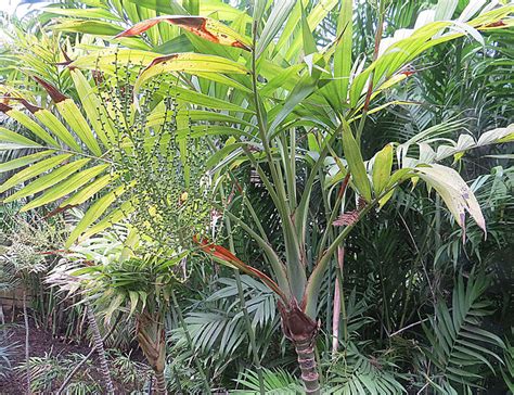 19 different types of palm trees and how to identify them. Small Palm Trees Guide: Types That Grow 4 - 20 Feet Tall ...