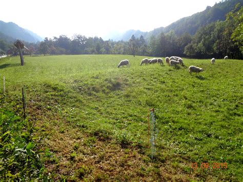 Sheep pasture in the surroundings - Fine Stay Apartment