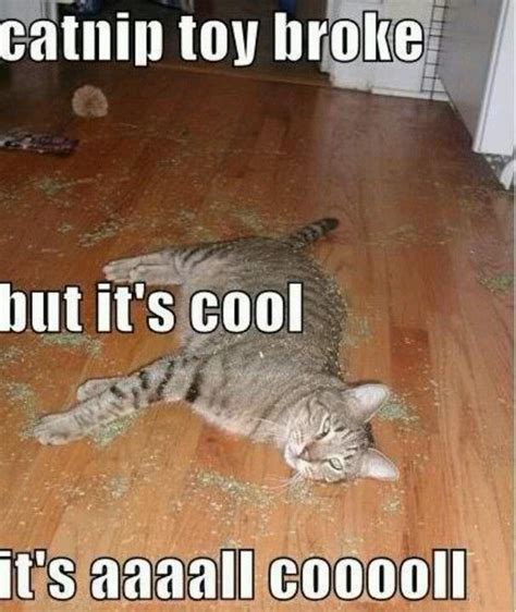 Catnip Animal Captions Funny Animal Memes Cat Memes Funny Animals