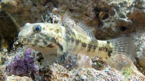 Frillfin Goby How To Memorize Things Fish Gulf Of Mexico