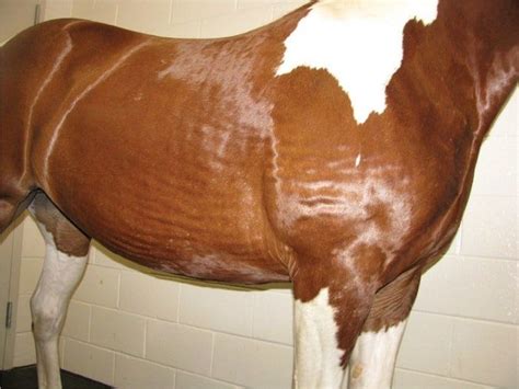 A Brown And White Horse Standing Next To A Brick Wall In A Room With