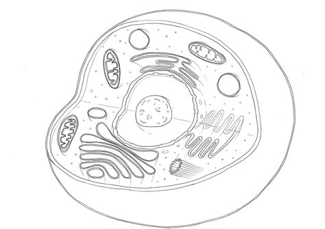 Celula Eucariota Dibujo