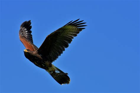 Adler Raptor Bird Of Prey Animal Flying Free Image From