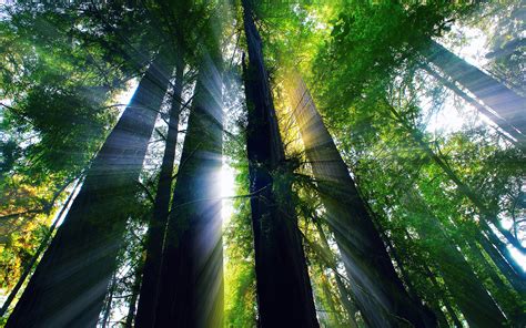 Usa California Summer Forest Trees Sun Rays Wallpaper Nature And