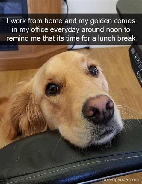 Looking for the best working from home meme you can share with your friends? I Work From Home And My Golden Comes In My Office Everyday ...