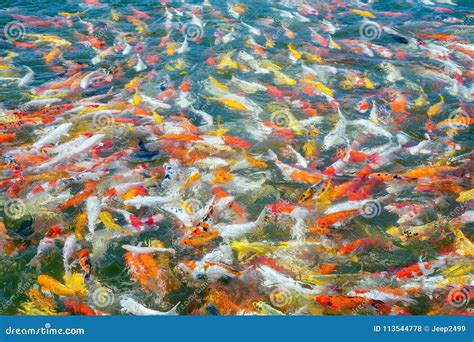 Colorful Of Beautiful Koi Fish Stock Photo Image Of Pond Paint