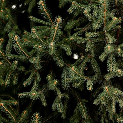 Free Photo Close Up Of Pine Tree