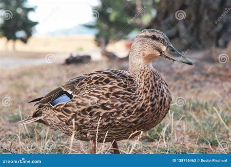 Mallard Duck Standing On Dry Gras Stock Image Image Of Starring