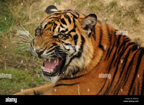 Tiger Growling Stock Photo Alamy