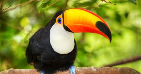 toucan bird 4k ultra hd wallpaper » High quality walls
