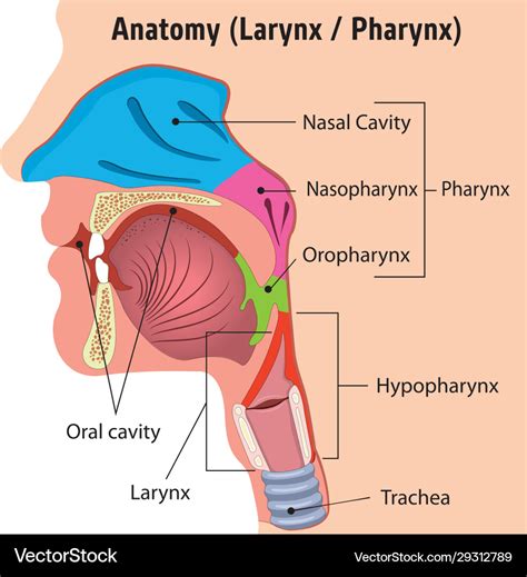 Human Larynx And Pharynx Anatomy Head Close Vector Image