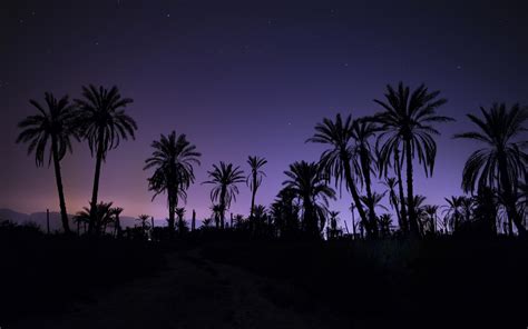 Wallpaper Sunset Night Sky Evening Palm Trees