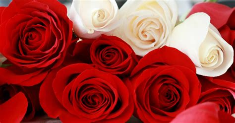 Costco has the most beautiful rose bouquets with a variety of color combinations. Mother's Day 50-Stem Rose Bouquets Only $39.99 Delivered ...