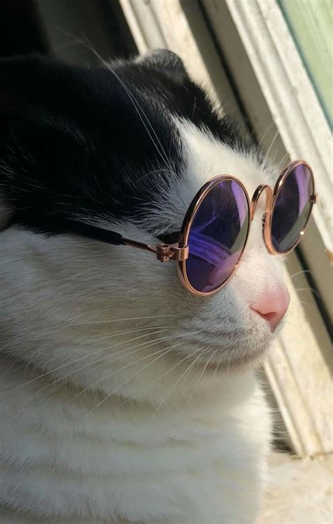 National Sunglasses Day Check Out These 5 Instagram Cats Sporting