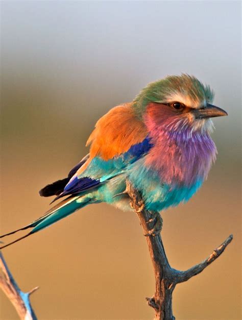 92 Best Puffy Sweet Fat Birds Images On Pinterest Beautiful Birds