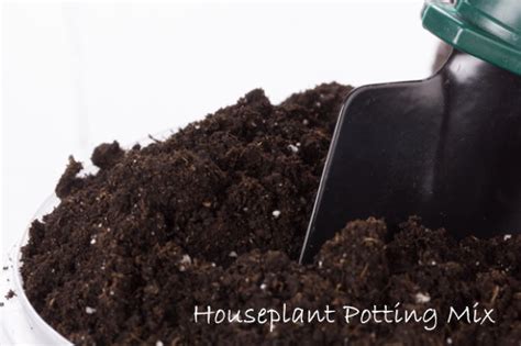 While requiring minimal care, it is susceptible to place the christmas cactus in a dry pot with fresh, lightweight potting soil the next day. Potting Soil: How to Pick the Right Mix for Your Plant