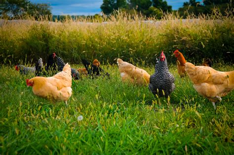 Thinning Your Backyard Chicken Flock Home In The Finger Lakes